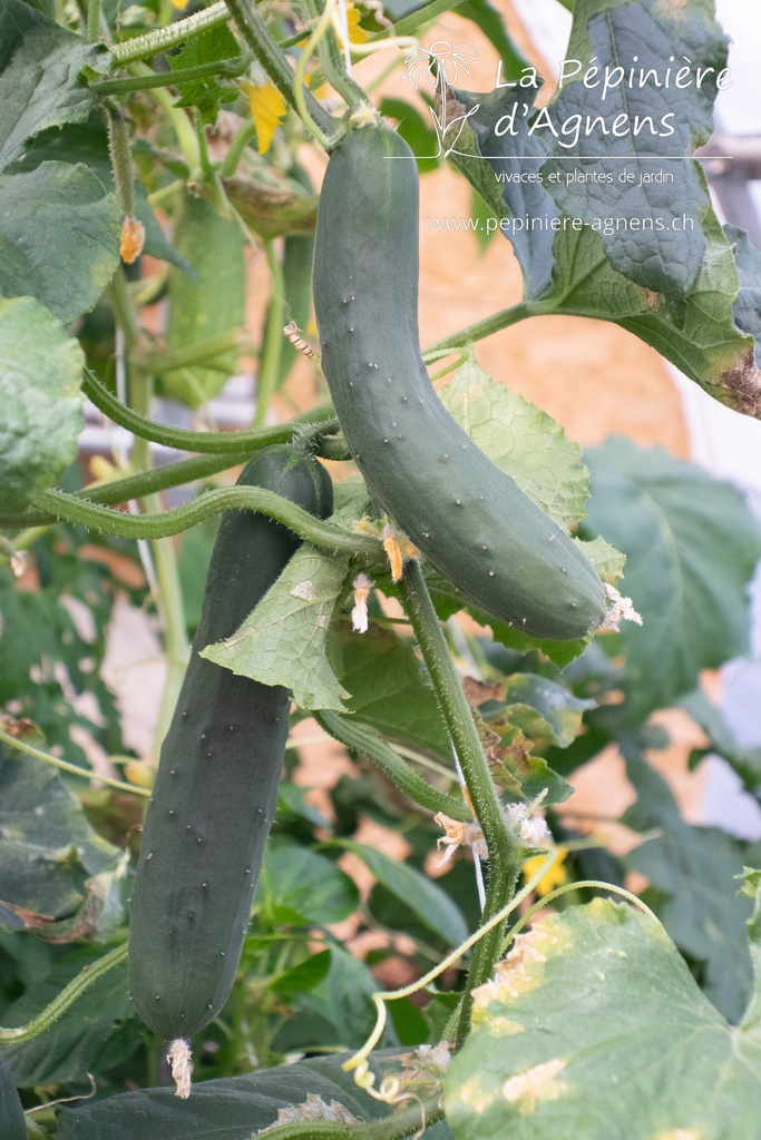 Concombre cultivars 'Nostrano'- La pépinière d'Agnens