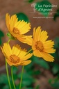 Coreopsis grandiflora 'Schnittgold'- La pépinière d'Agnens