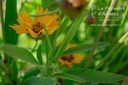 Coreopsis grandiflora 'Sunfire' - La pépinière d'Agnens