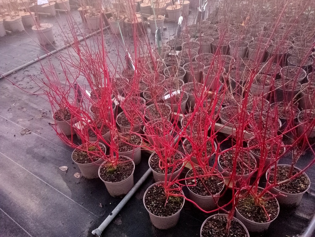 Cornus alba 'Elegantissima' - La pépinière d'Agnens