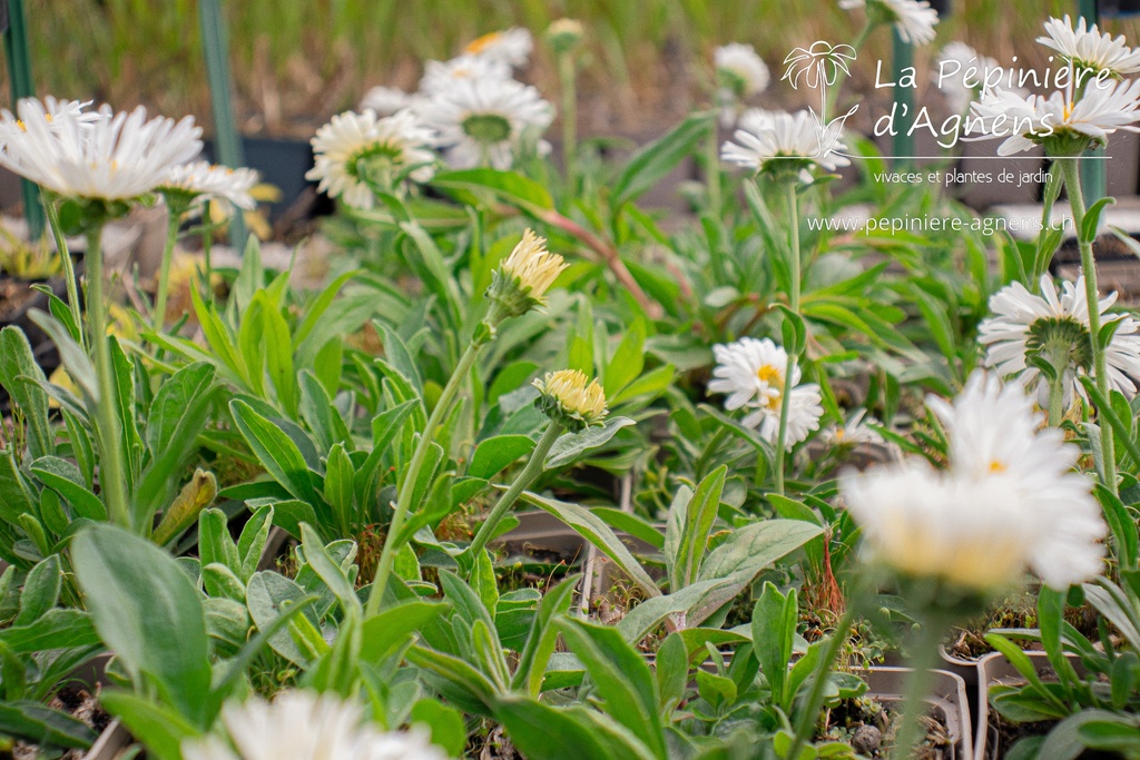 Aster alpinus 'Albus' - La pépinière d'Agnens