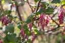 Ribes sanguinea 'King Edward IIV'- la Pépinière d'Agnens