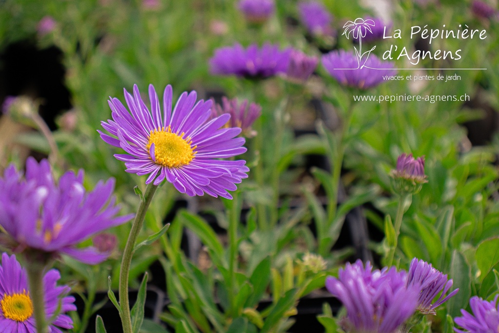 Aster alpinus 'Dunkle Schöne' - La pépinière d'Agnens