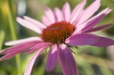 Echinacea purpurea 'Baby Swan Pink'- La pépinière d'Agnens