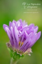 Aster alpinus 'Dunkle Schöne' - La pépinière d'Agnens