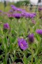 Aster alpinus 'Dunkle Schöne' - La pépinière d'Agnens