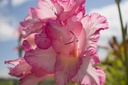 Gladiolus grandes fleurs 'Priscilla'