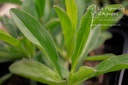 Aster alpinus 'Dunkle Schöne' - La pépinière d'Agnens