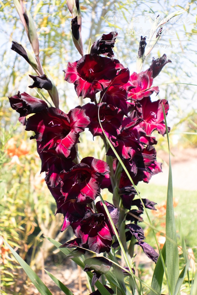 Gladiolus 'Ruby' - La Pépinière d'Agnens