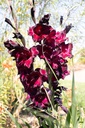 Gladiolus 'Ruby' - La Pépinière d'Agnens