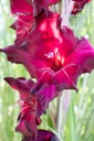 Gladiolus 'Ruby' - La Pépinière d'Agnens