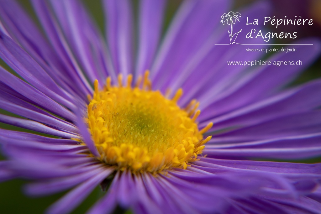 Aster alpinus 'Dunkle Schöne' - La pépinière d'Agnens