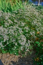 Aster divaricatus - La pépinière d'Agnens