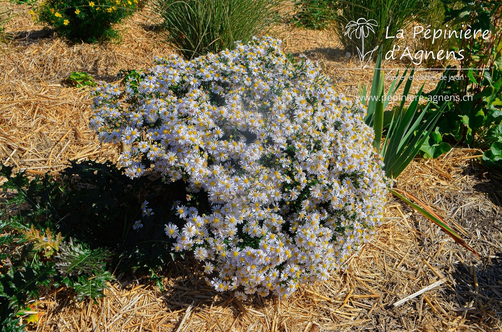 Aster dumosus 'Apollo' - La pépinière d'Agnens