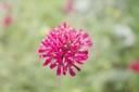Knautia macedonica - La pépinière d'Agnens