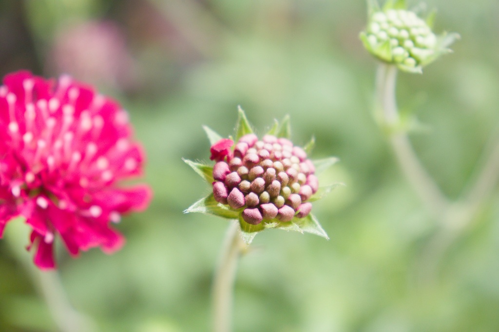 Knautia macedonica - La pépinière d'Agnens