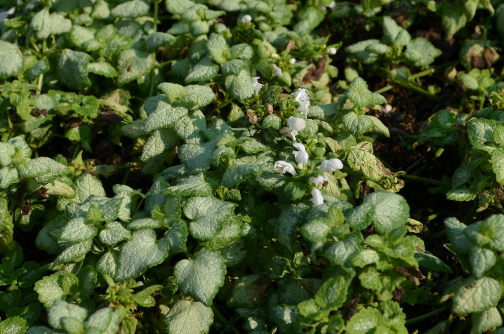 Lamium maculatum 'White Nancy' - La pépinière d'Agnens