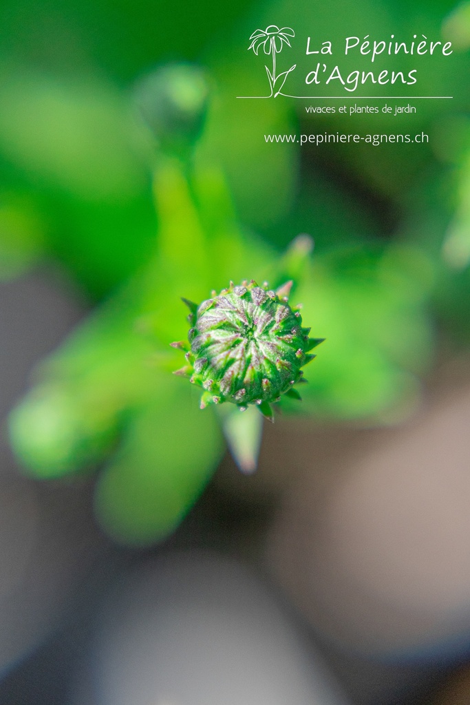 Aster dumosus 'Jenny' - La pépinière d'Agnens