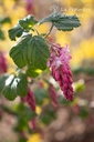Ribes sanguinea 'King Edward IIV'- la Pépinière d'Agnens
