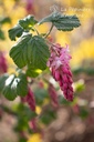Ribes sanguinea 'King Edward IIV'