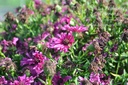 Aster dumosus 'Jenny' - La pépinière d'Agnens