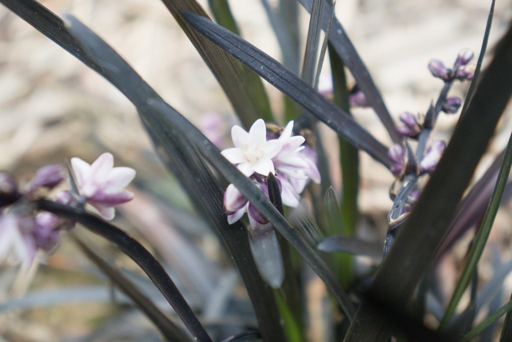 Ophiopogon planiscapus 'Niger' - La pépinière d'Agnens