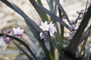 Ophiopogon planiscapus 'Niger' - La pépinière d'Agnens