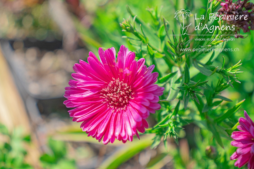 Aster dumosus 'Jenny' - La pépinière d'Agnens