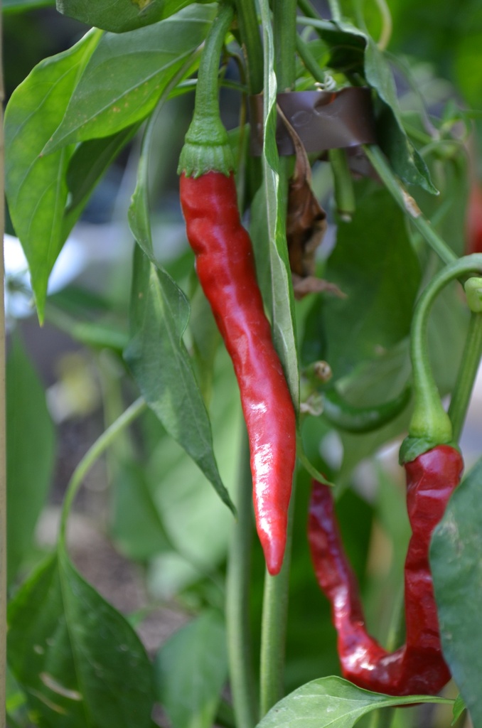 Piment de Cayenne - La pépinière d'Agnens