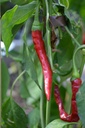 Piment de Cayenne - La pépinière d'Agnens