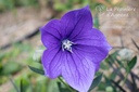 Platycodon grandiflorus 'Mariesii' - La pépinière d'Agnens