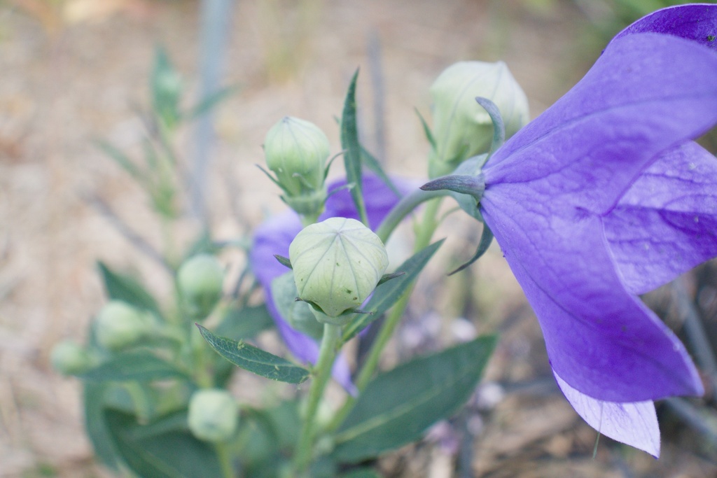 Platycodon grandiflorus 'Mariesii' - La pépinière d'Agnens
