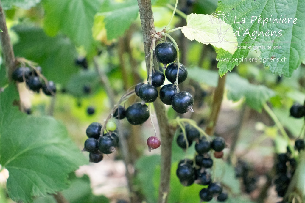 Ribes (2) nigrum 'Dr. Bauer's Ometa'- La pépinière d'Agnens