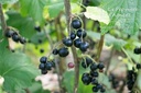 Ribes (2) nigrum 'Dr. Bauer's Ometa'- La pépinière d'Agnens