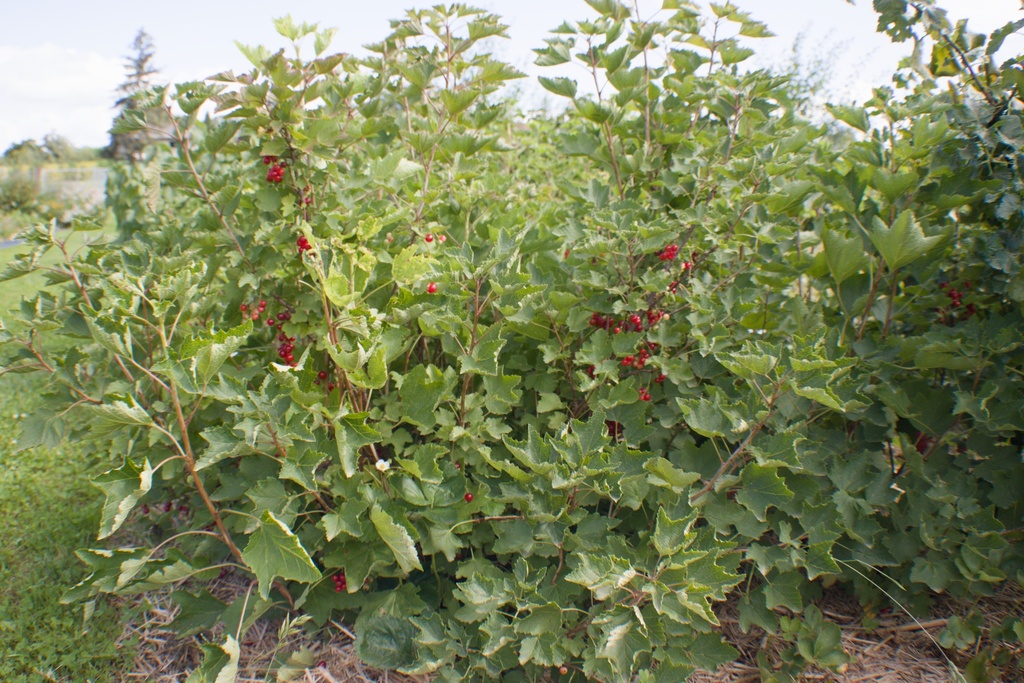 Ribes (3) rubrum 'Rolan'- La pépinière d'Agnens