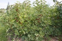 Ribes (3) rubrum 'Rolan'- La pépinière d'Agnens