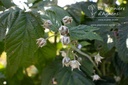 Rubus (2) idaeus 'Autumn Bliss'- La pépinière d'Agnens