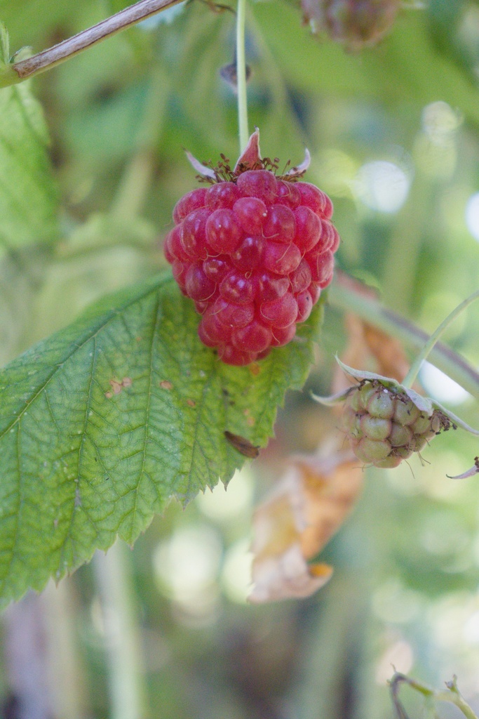 Rubus (2) idaeus 'Enrosadira'- La pépinière d'Agnens