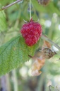 Rubus (2) idaeus 'Enrosadira'- La pépinière d'Agnens