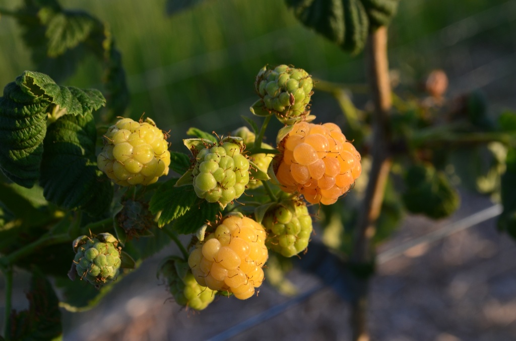 Rubus (3) idaeus 'Herbstgold'- La pépinière d'Agnens