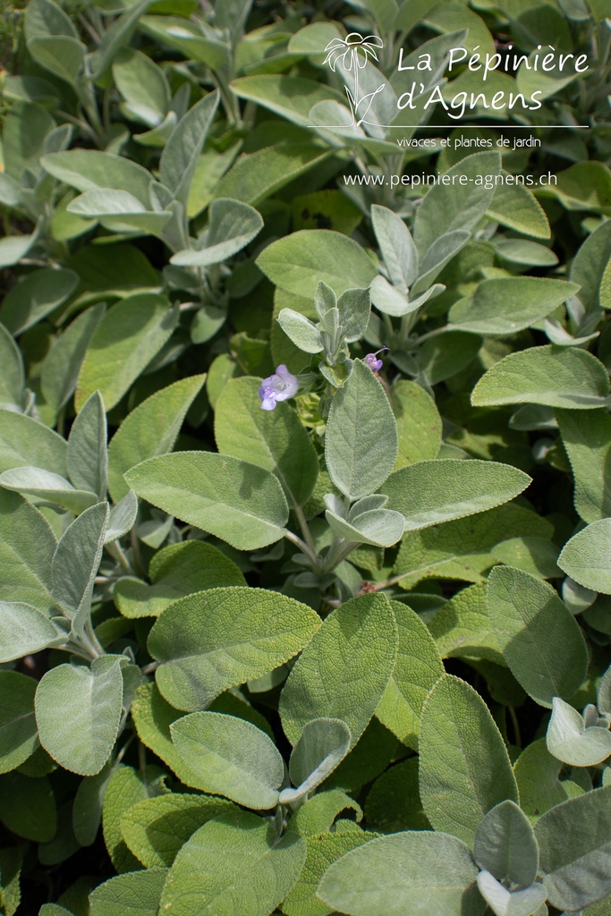 Salvia officinalis 'Berggarten'- La pépinière d'Agnens