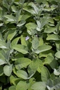 Salvia officinalis 'Berggarten'- La pépinière d'Agnens