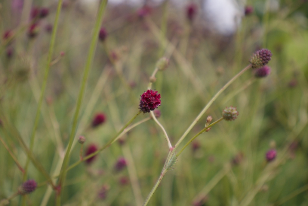 Sanguisorba officinalis 'Japan'- La pépinière d'Agnens