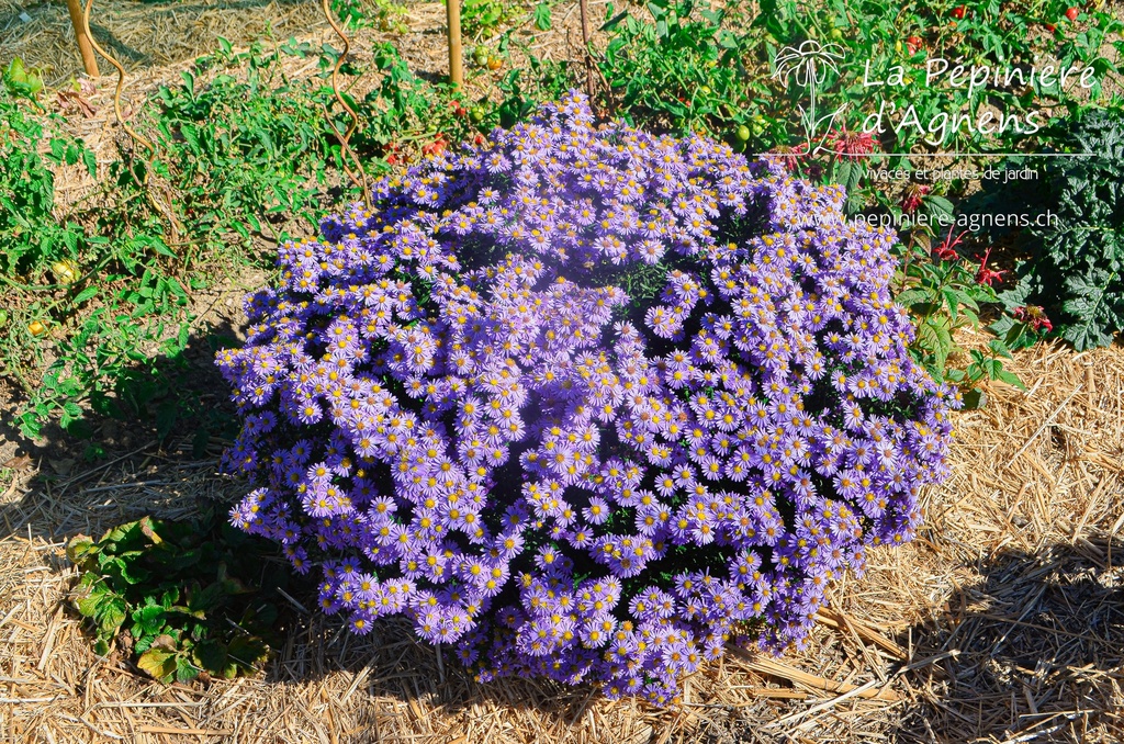 Aster dumosus 'Prof. Anton Kippenberg' - La pépinière d'Agnens