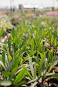 Aster dumosus 'Prof. Anton Kippenberg' - La pépinière d'Agnens