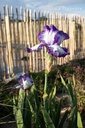 Iris germanica 'Violet-blanc'