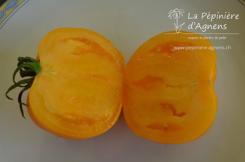 Tomate 'Mangue'- La pépinière d'Agnens