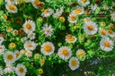 Aster novae-angliae 'Herbstschnee' - La pépinière d'Agnens