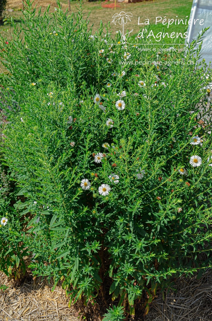 Aster novae-angliae 'Herbstschnee' - La pépinière d'Agnens