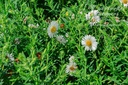 Aster novae-angliae 'Herbstschnee' - La pépinière d'Agnens